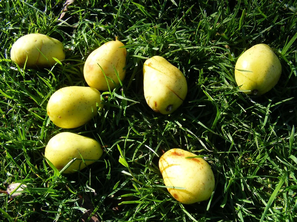 True Service Tree Fruit, London E5